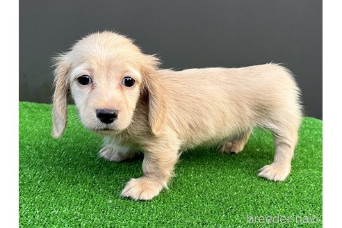 成約済の兵庫県のカニンヘンダックスフンド(ロングヘアード)-326973の4枚目